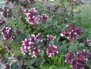 Origanum hybride 'Gentle Breeze' Душица